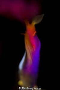 NIGHTCLUB. When I looked at the ribbon eel, it was twisti... by Tianhong Wang 